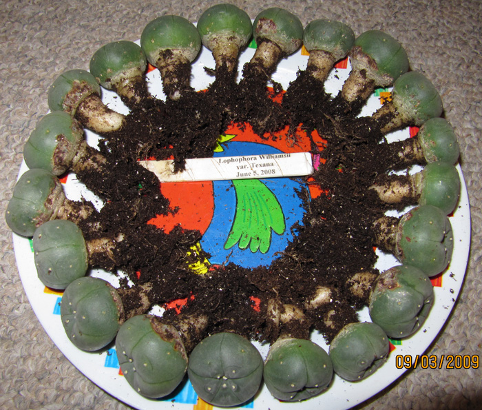 Lophophora Williamsii var. texana seedlings